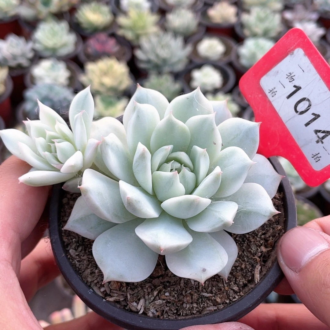 【闪购商品】无花朵家****兽1014