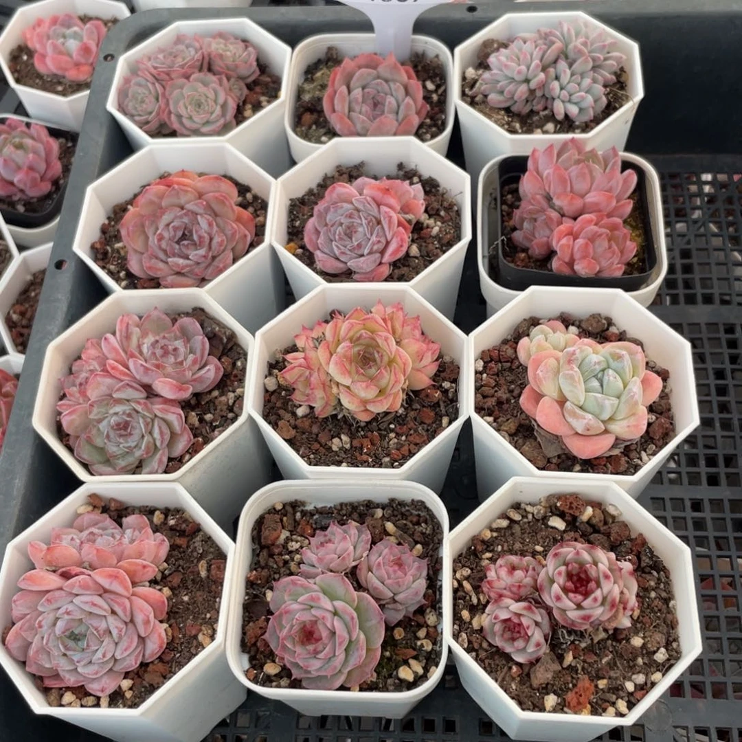 不包整散 盆子不售后1569