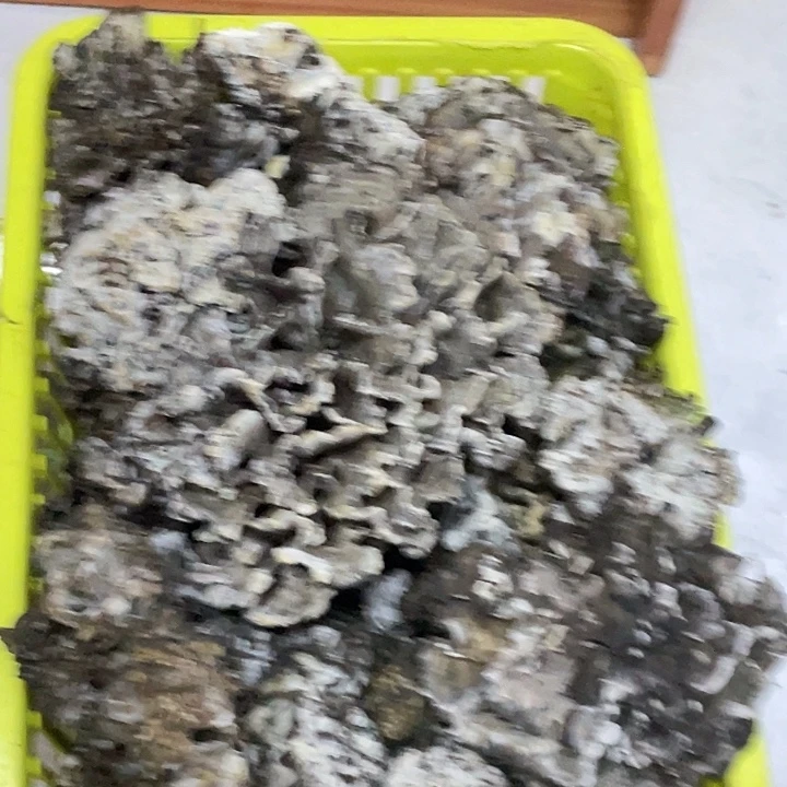 干巴菌超好吃中国大陆