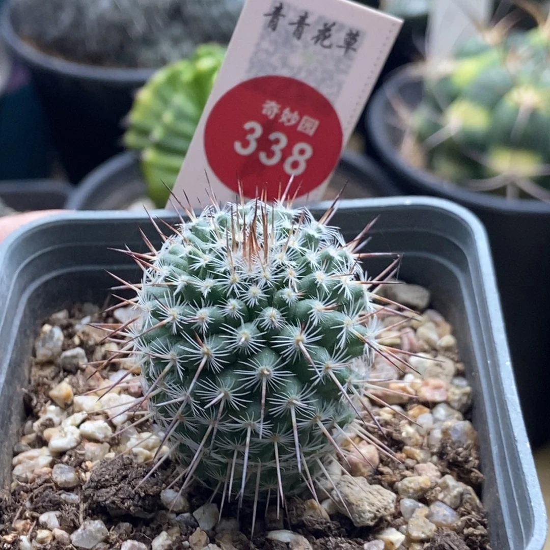 实生特选长刺白王2.9cm