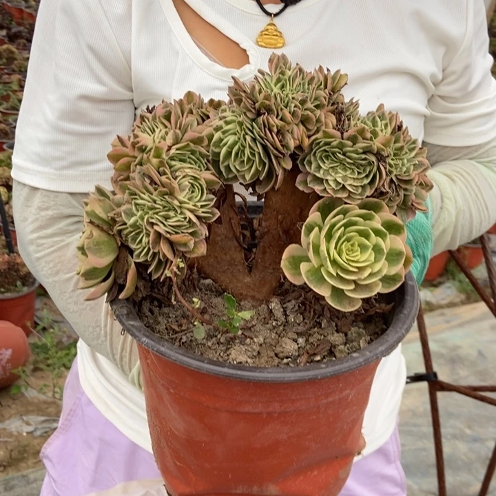 陌***花373倾城缀化老桩老桩