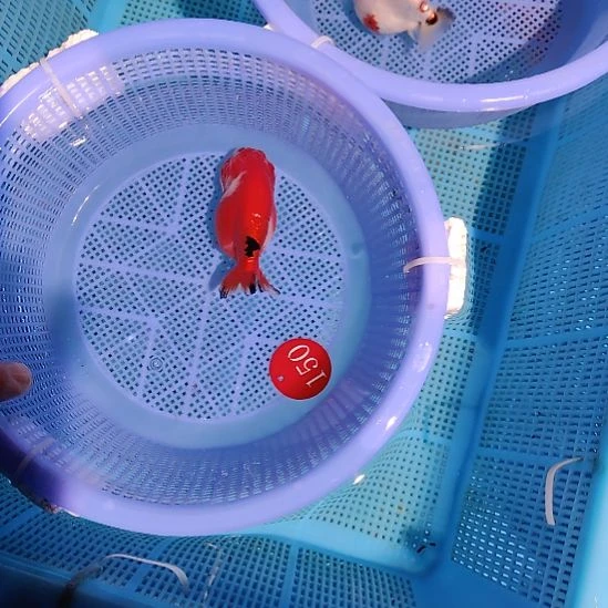 洪***坤金鱼150兰寿一条特价顺丰包邮