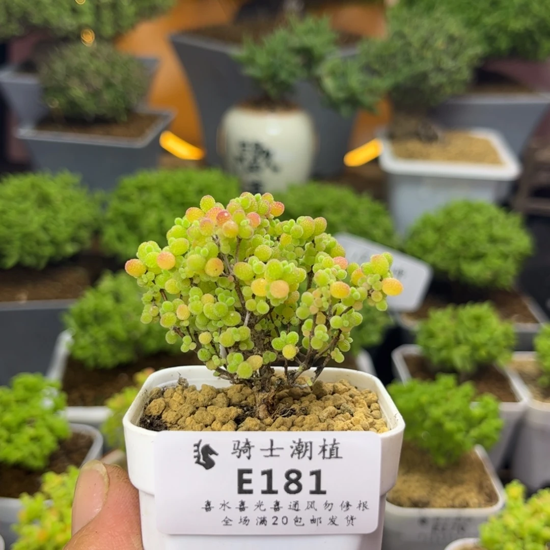 181蜜橘糖球枝干多肉
