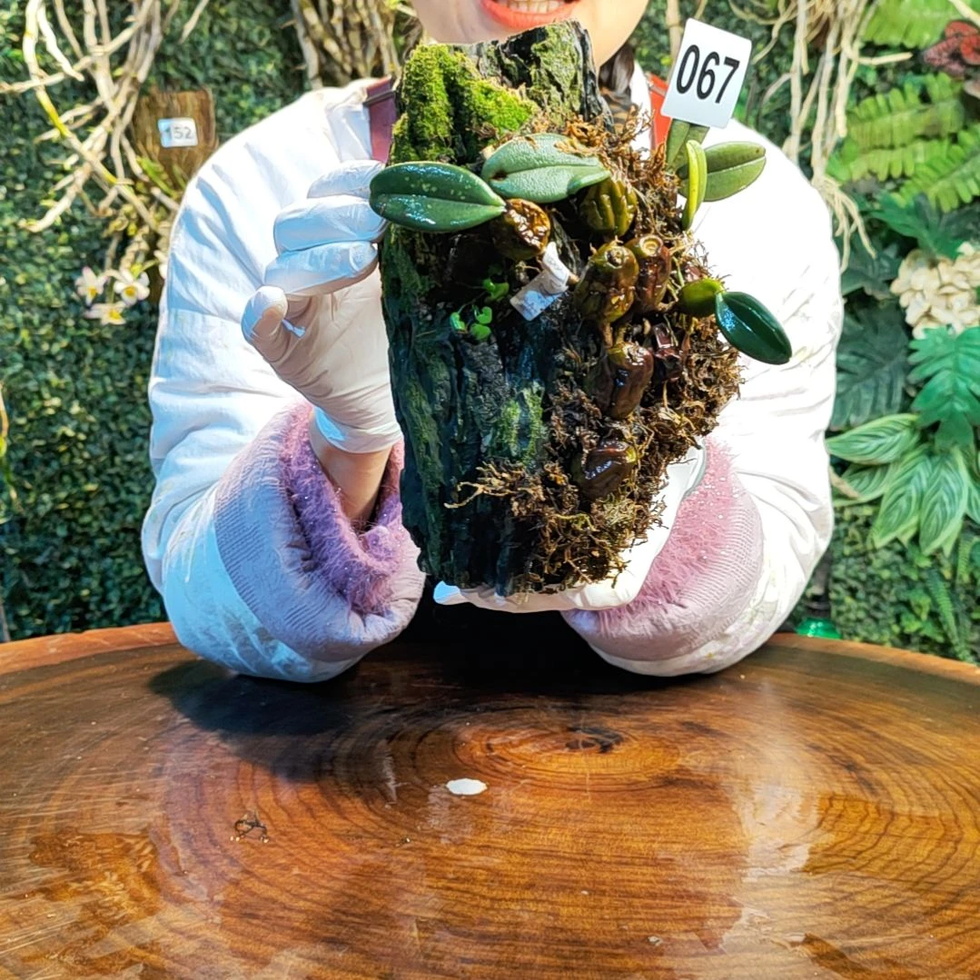 【闪购商品】定****肌067小红鞋花