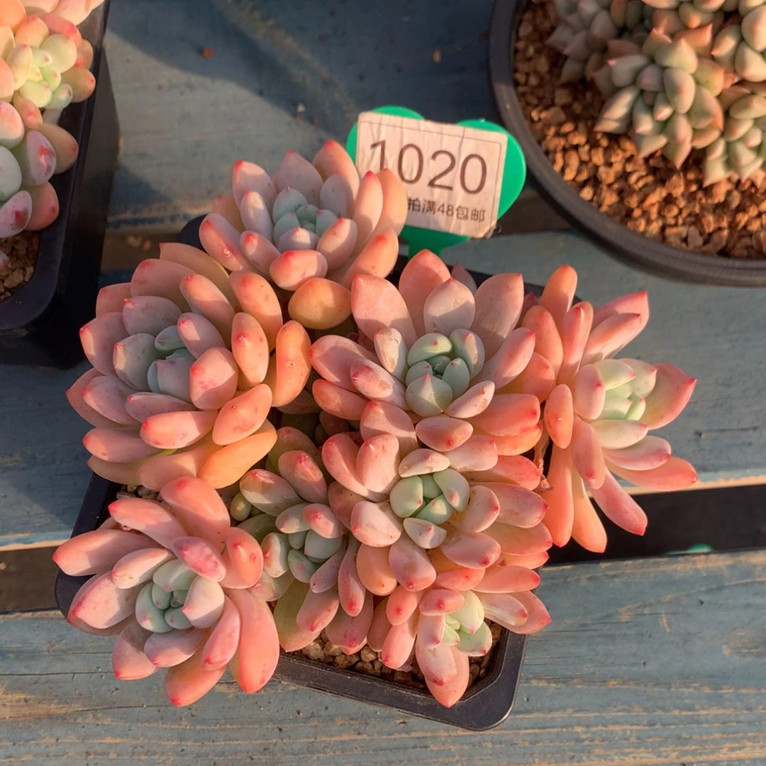 望舒老桩无砍平头1020