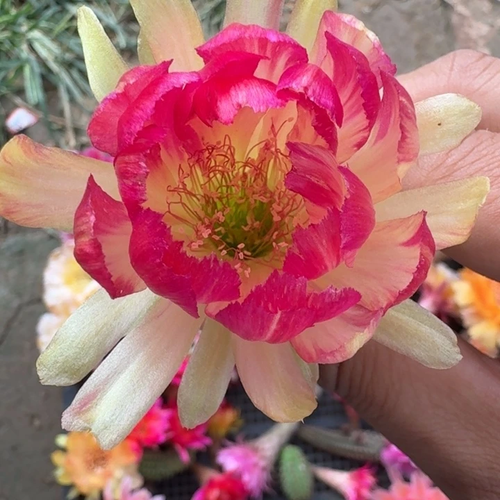 221丽花bir歪3公分左右无根侧牙，20包邮