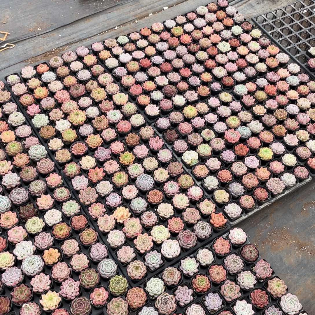 李*i一物一拍9盘9-195