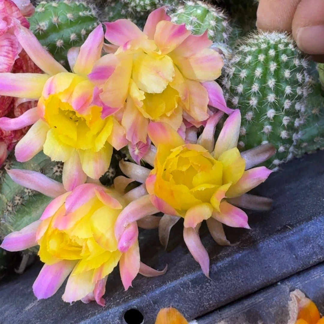 7白檀白13歪一个无根侧牙，20包邮