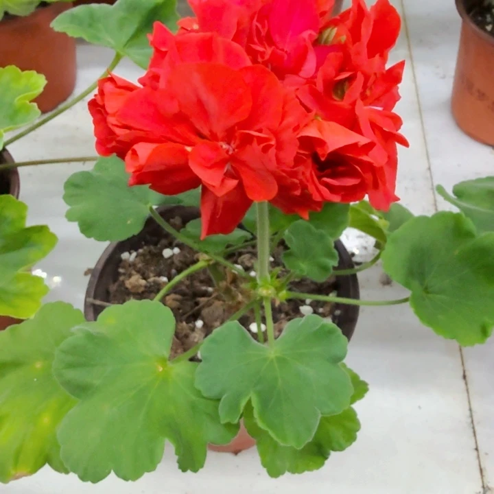 玛雅天主葵花之利