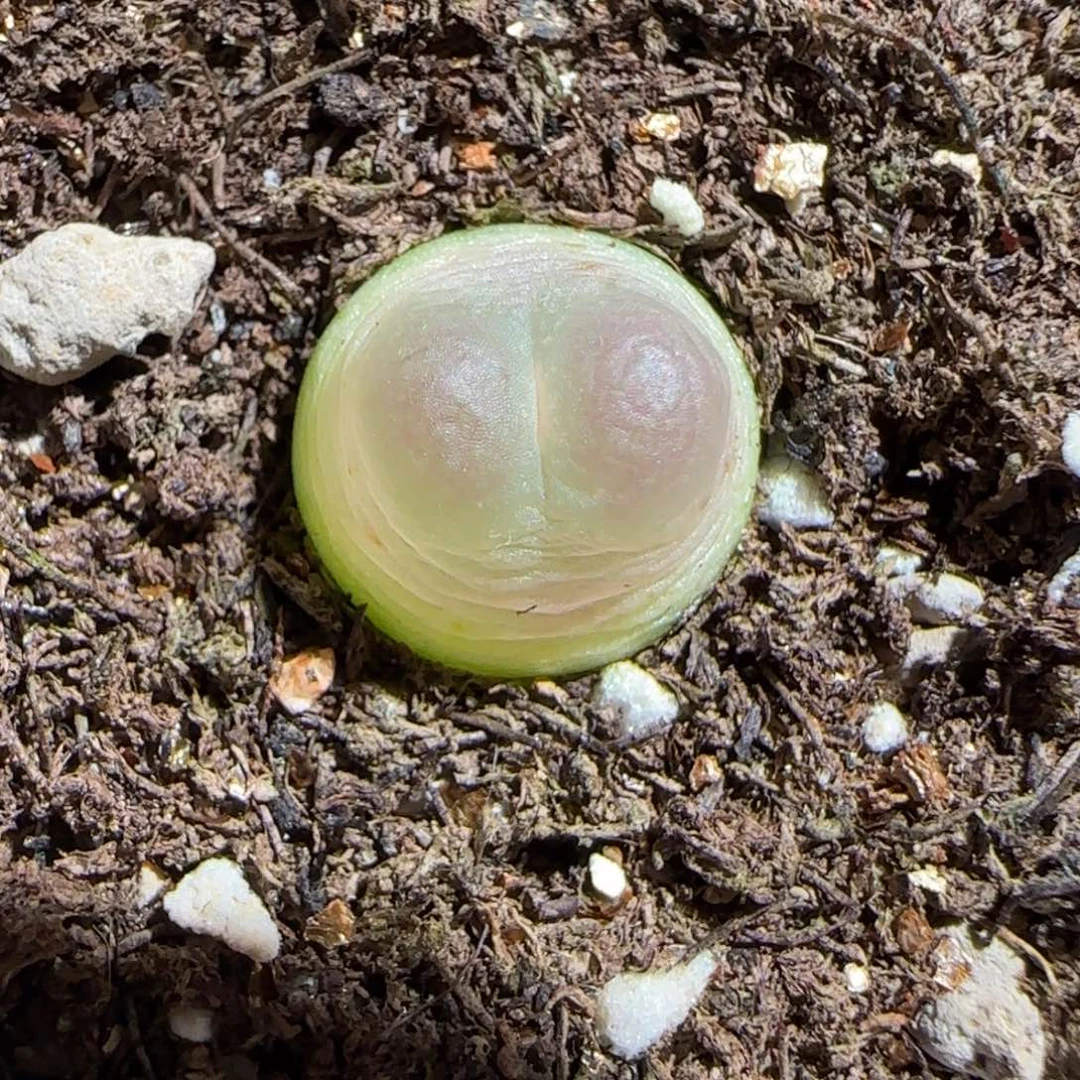 肉锥多肉植物组合-sh1200拉登136