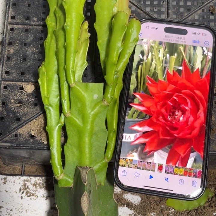 当前无花栽培后可以开花338