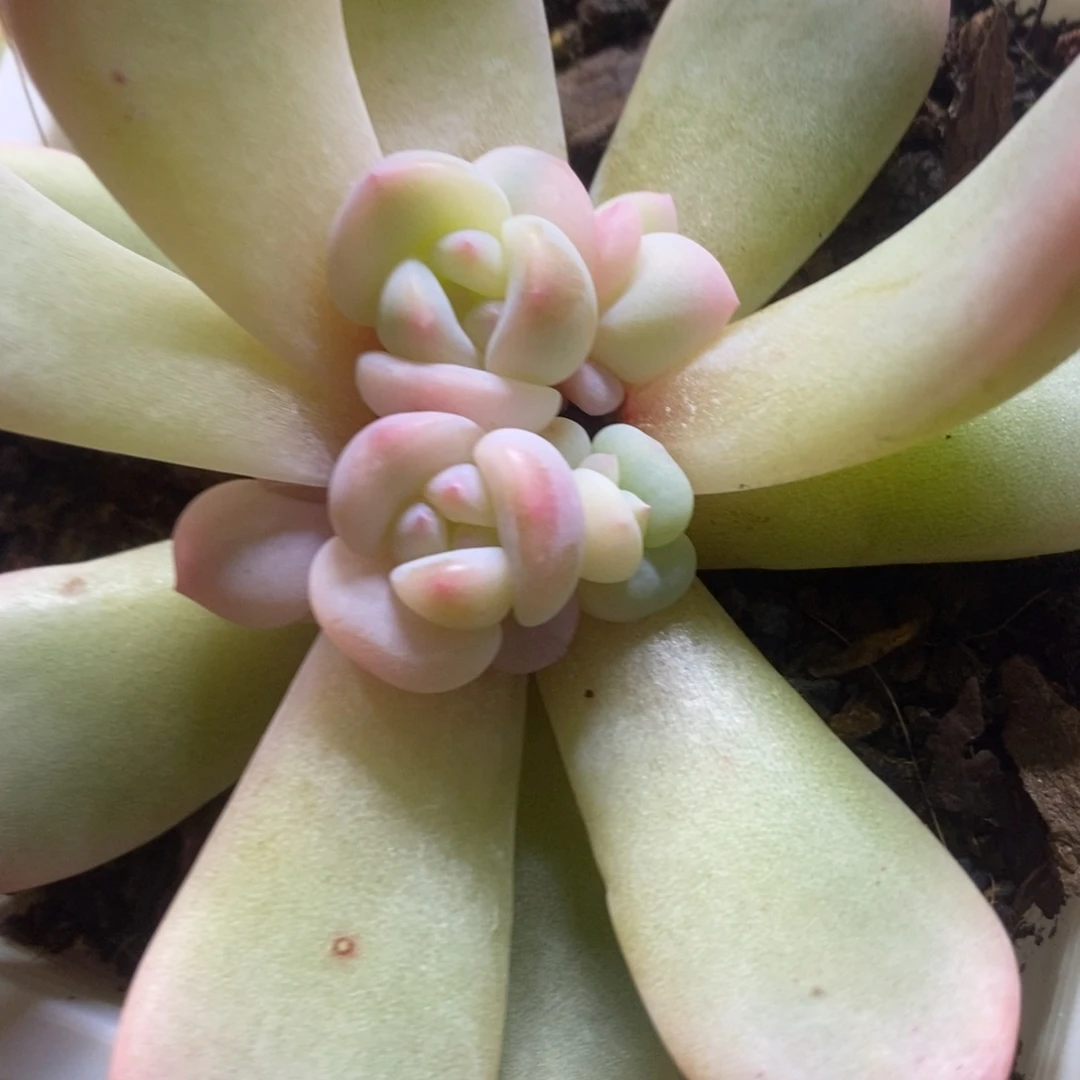 葱**顶葱花 多肉植物