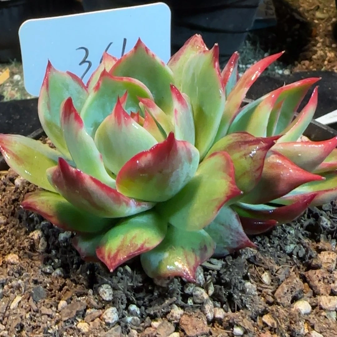 惊鸿一物一拍包装收缩花旱361