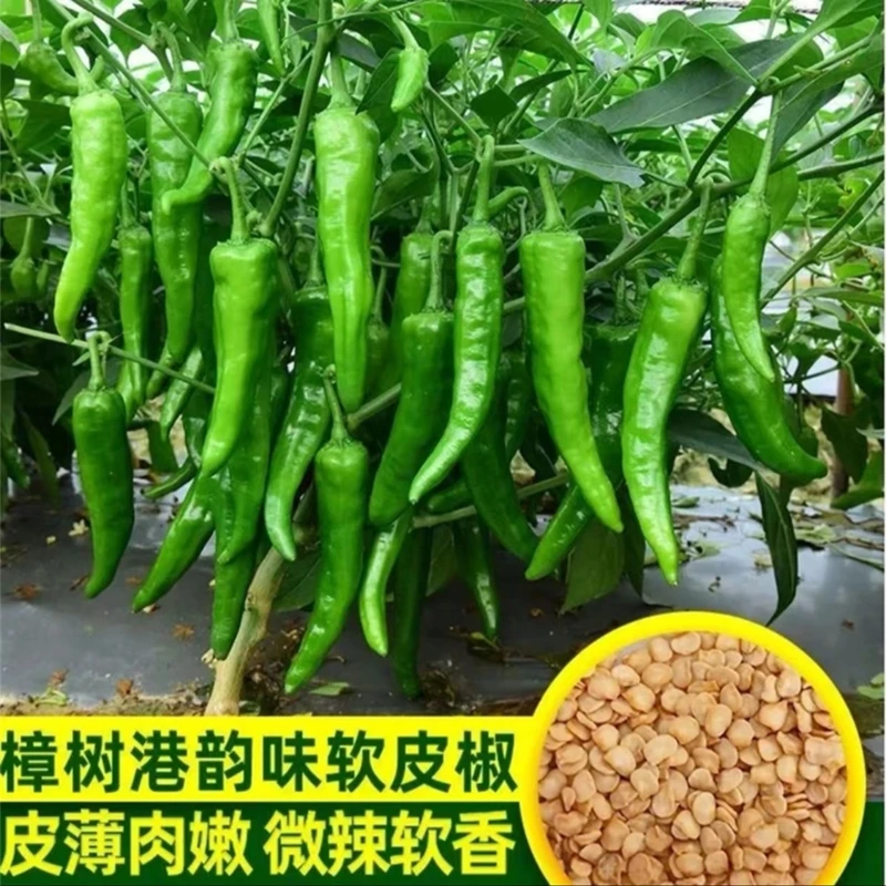 【樟树港辣椒种子】皮薄香辣家庭阳台小院盆栽地栽四季种植蔬菜种子