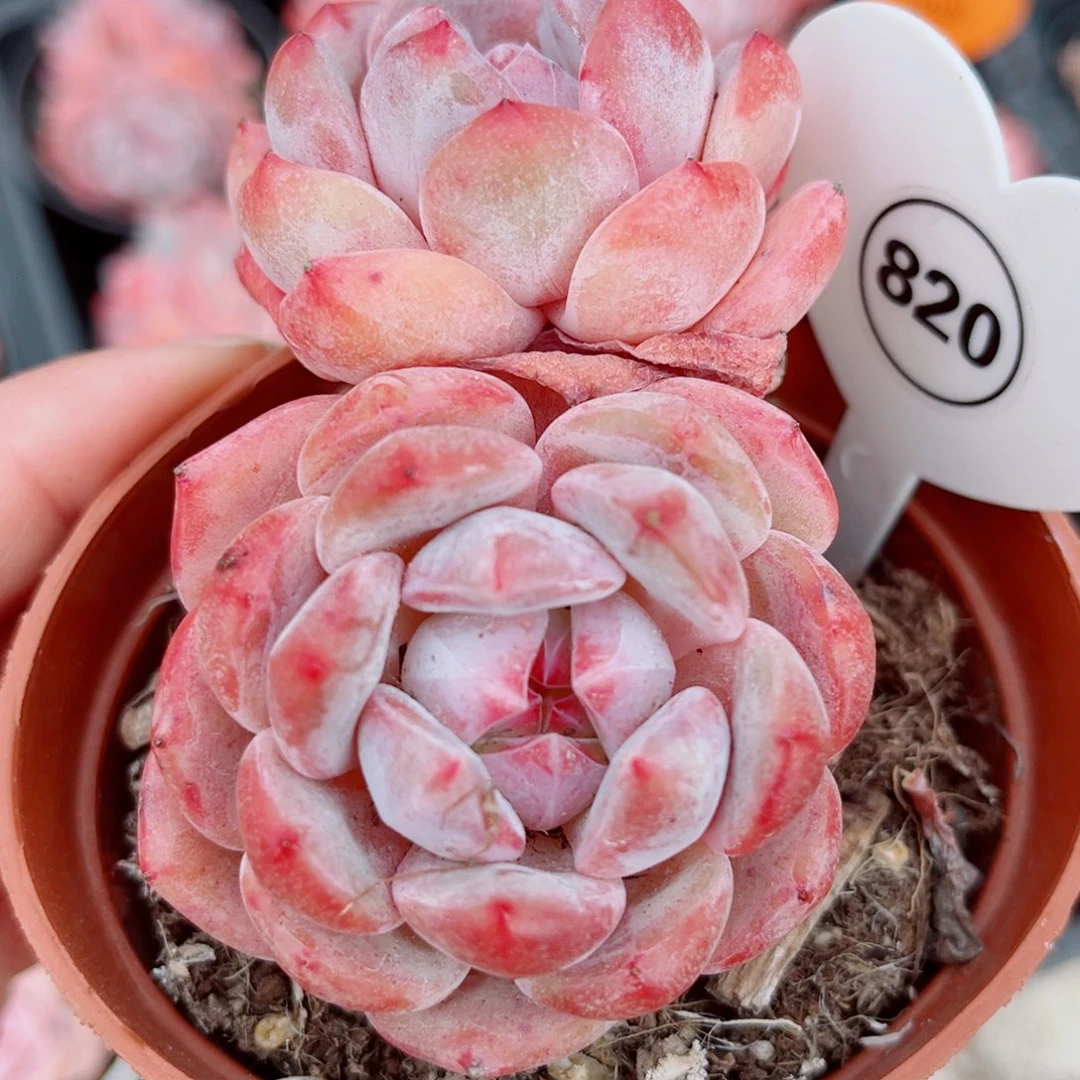 820号小老桩橙梦露双头