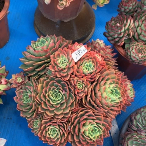 胖*嘟1416贝拉多娜多肉