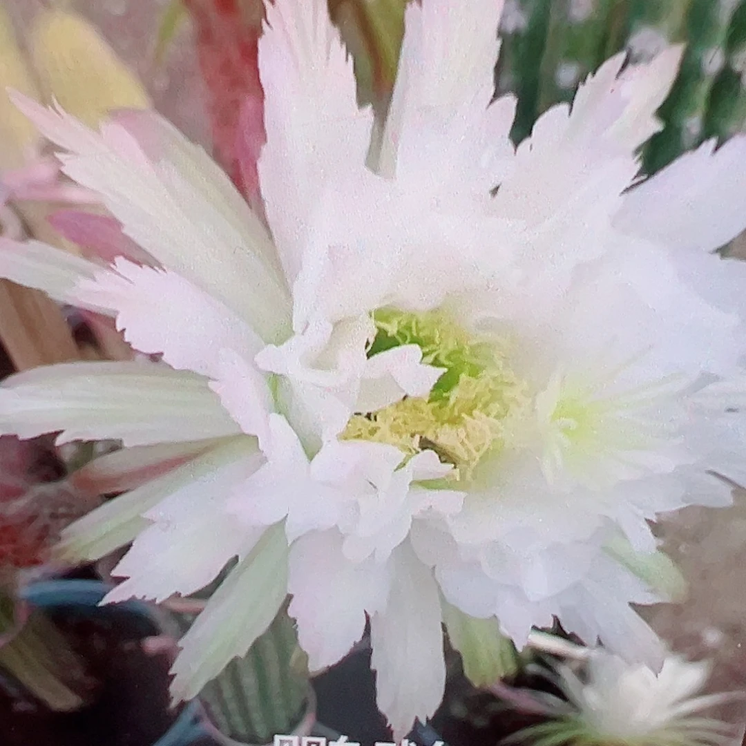 毛花柱 鹦鹉 侧芽 5厘米满20包邮