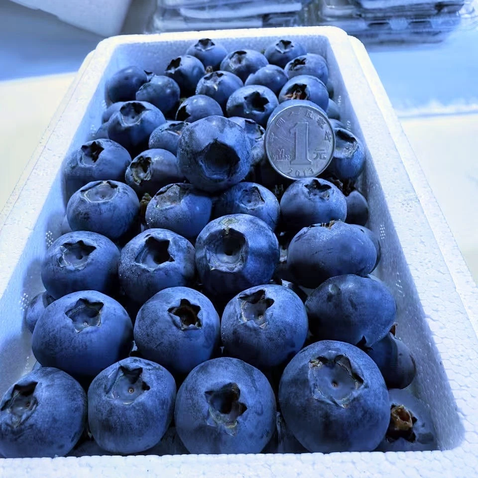 巨无霸蓝莓（果径22-25cmm）（一箱350克）京津冀次日达辽宁省