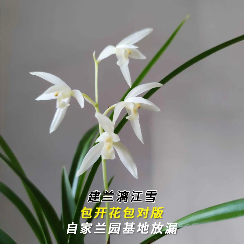 建兰名品【漓江雪】终身包对版 假一赔十放心购买 当年开花