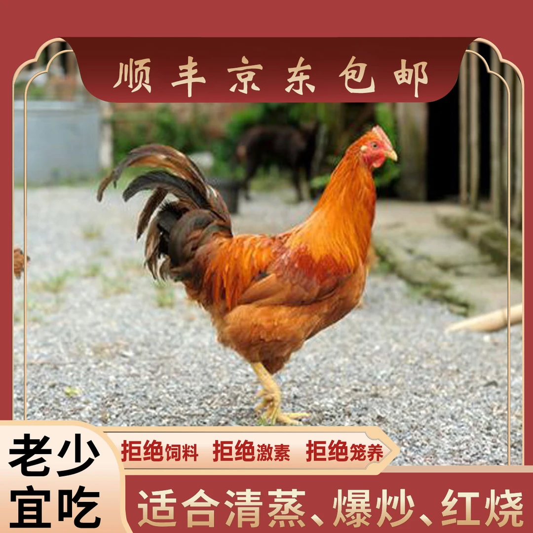 【1只童子鸡】顺丰/京东包邮到家农家散养土鸡 溜达鸡童子鸡