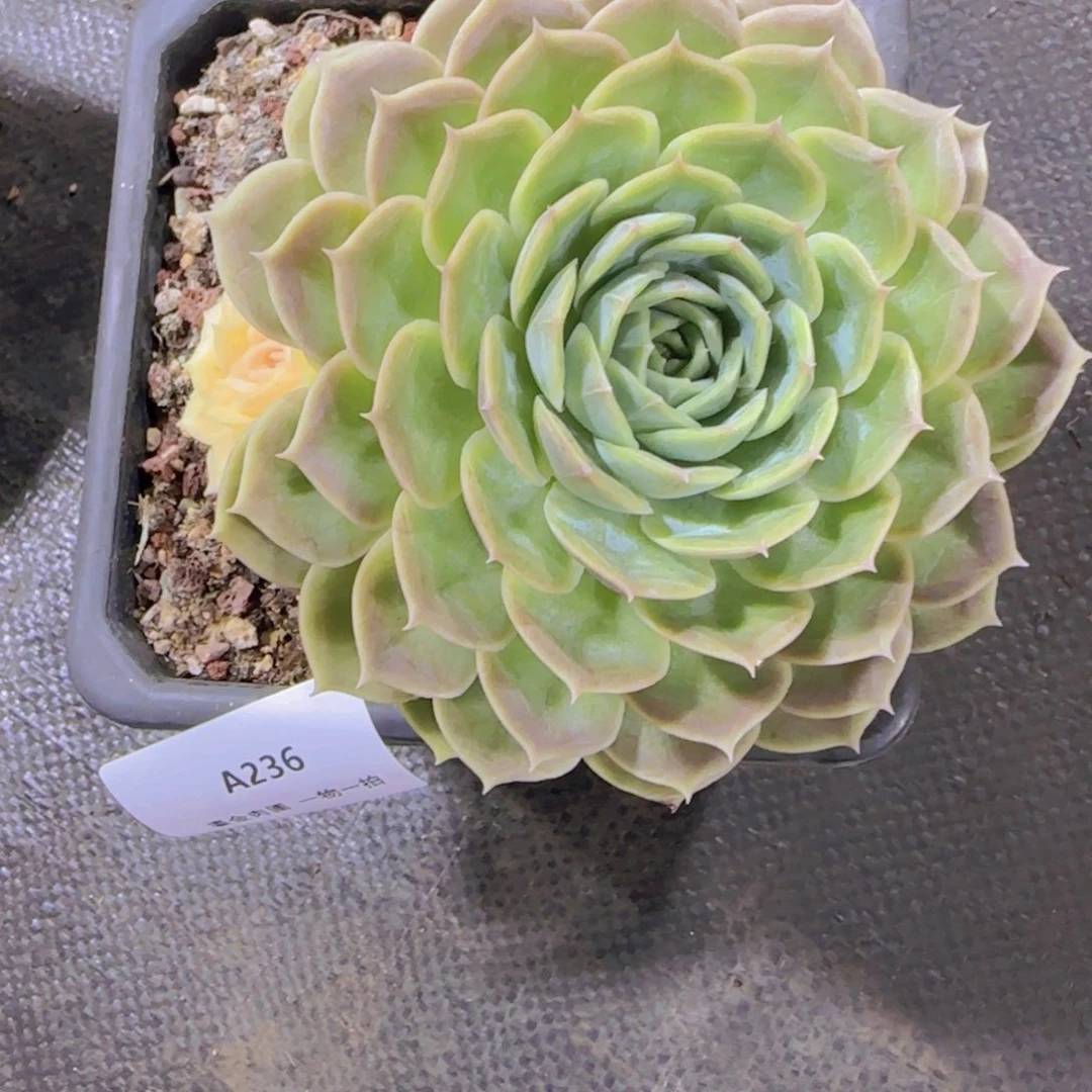 乐***儿A236昂斯洛