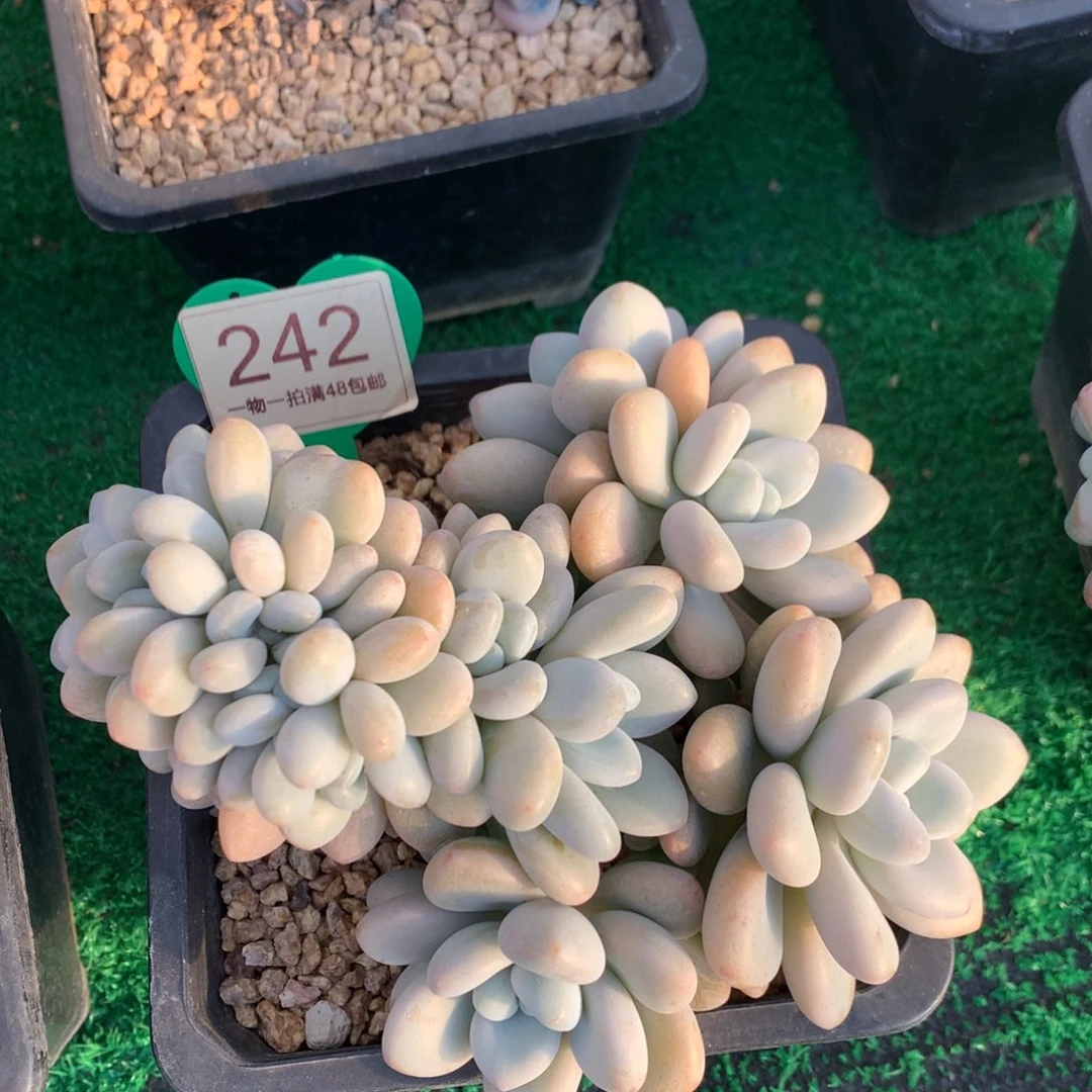 洛神缀化一物一拍242