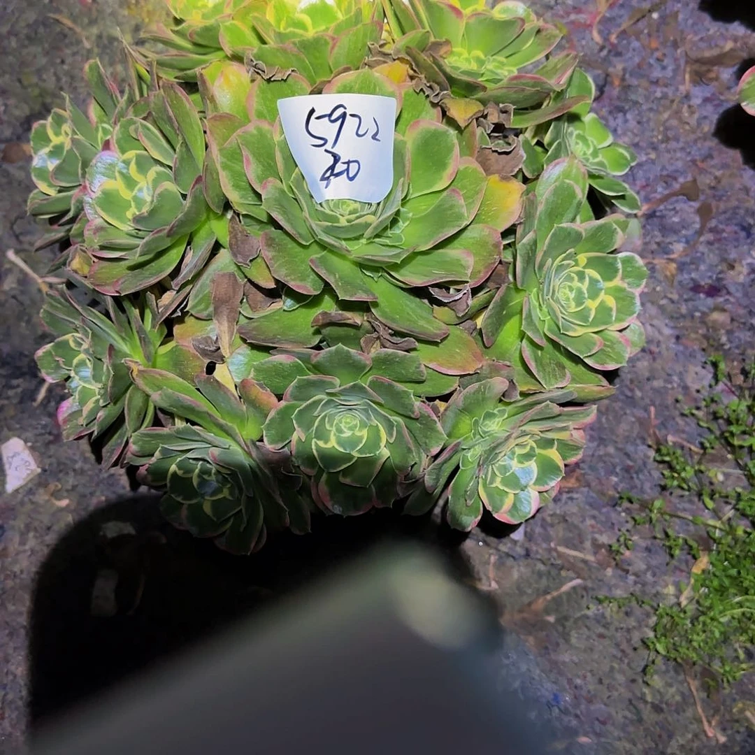 粉玲珑多肉法师福利不包损5922