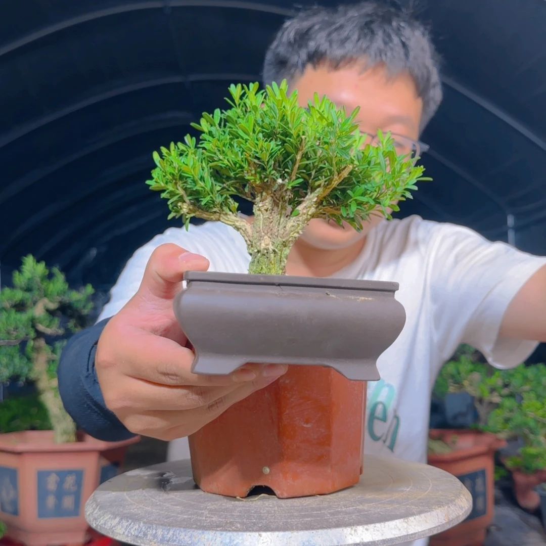 无花朵黄杨雀舌5631