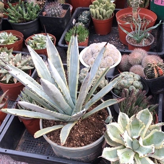 手***动无花朵八荒殿吉祥裸根