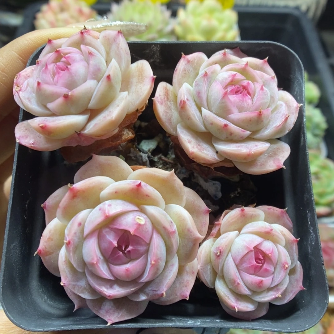 白芷珍妮群生335号