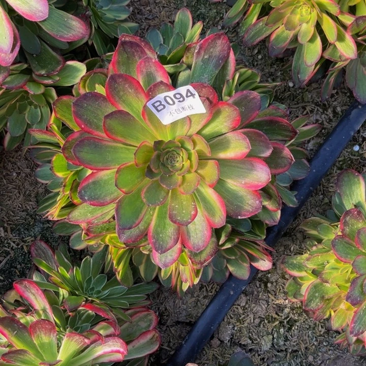 094万七彩量多肉法师不包断枝