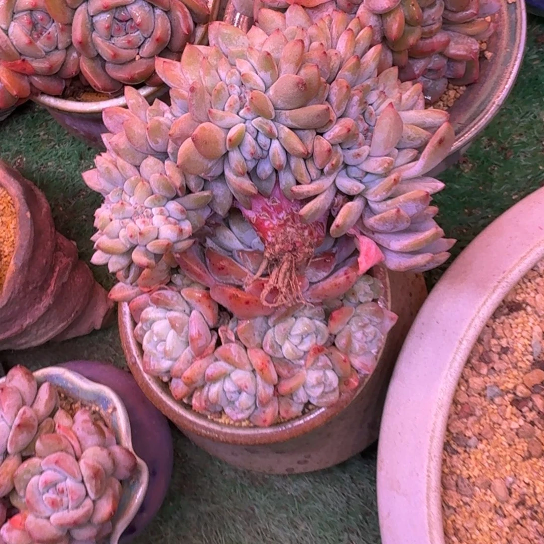 上*山星影缀化多肉无砍