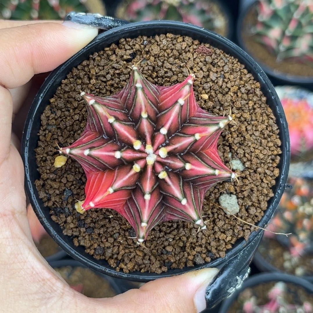 泰系肋骨锦 带盆土发货