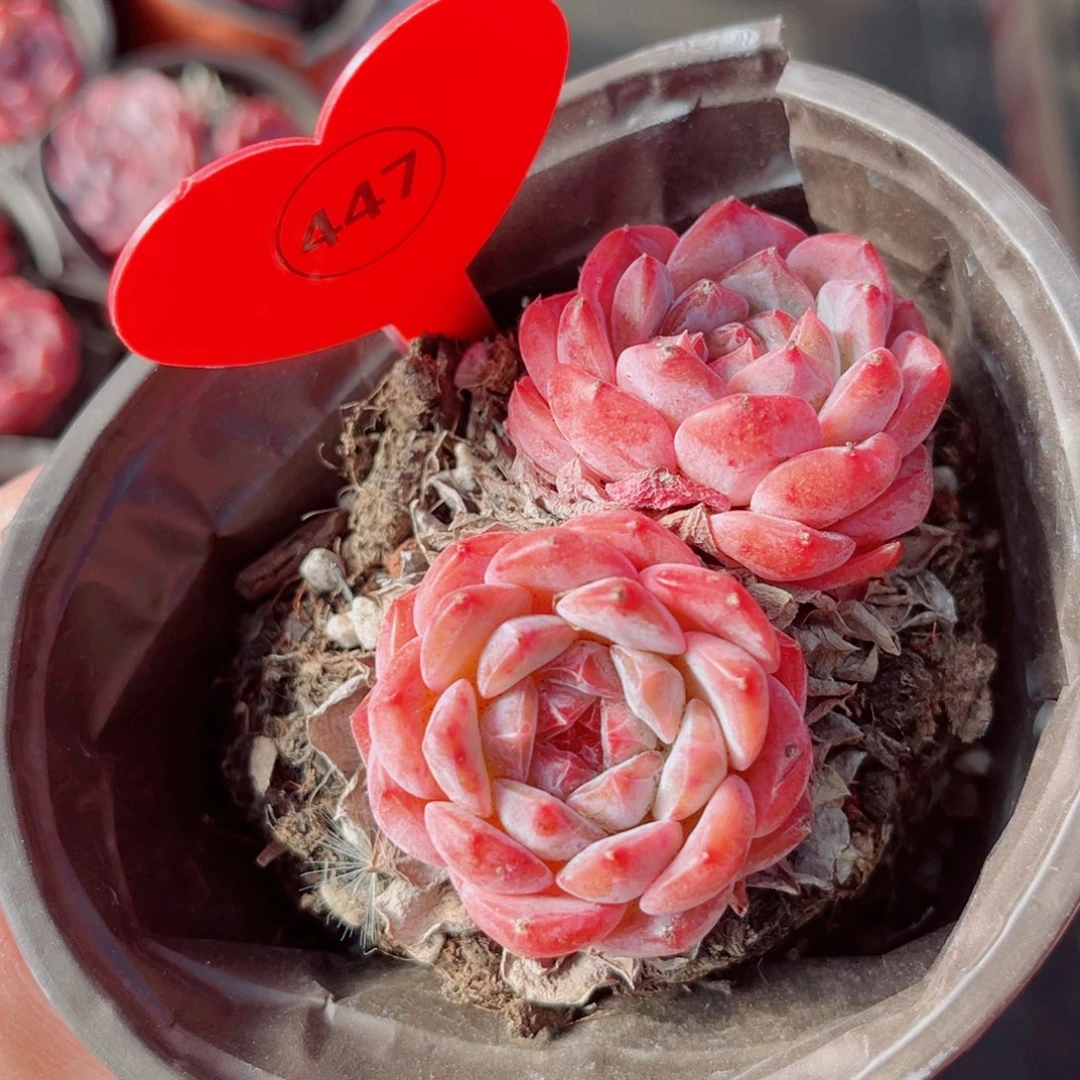 447号小老桩糖钻双头