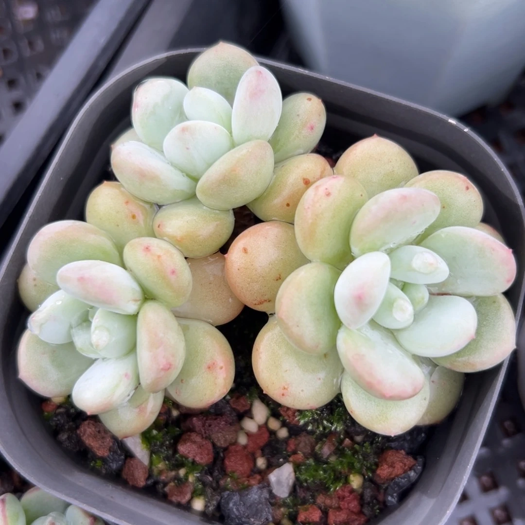 白马精控多肉一物一拍