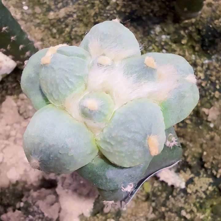 无花朵218特白肌圆蛋蛋牡丹水池西