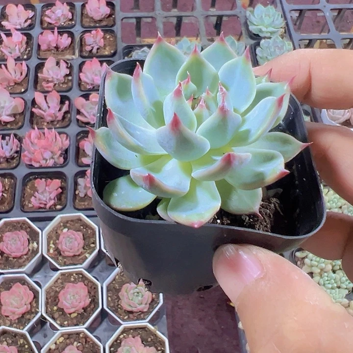 吉娃娃精品多肉植物