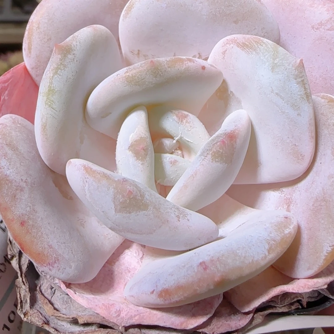 花语逸镜1022-219奶茶