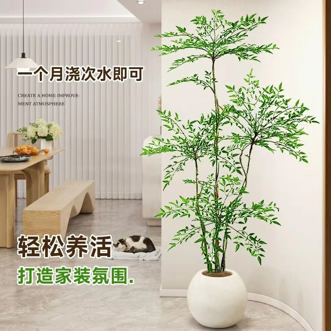 造型老桩南天竹落地绿植庭院客厅办公室大型阳台盆栽室内植物好养