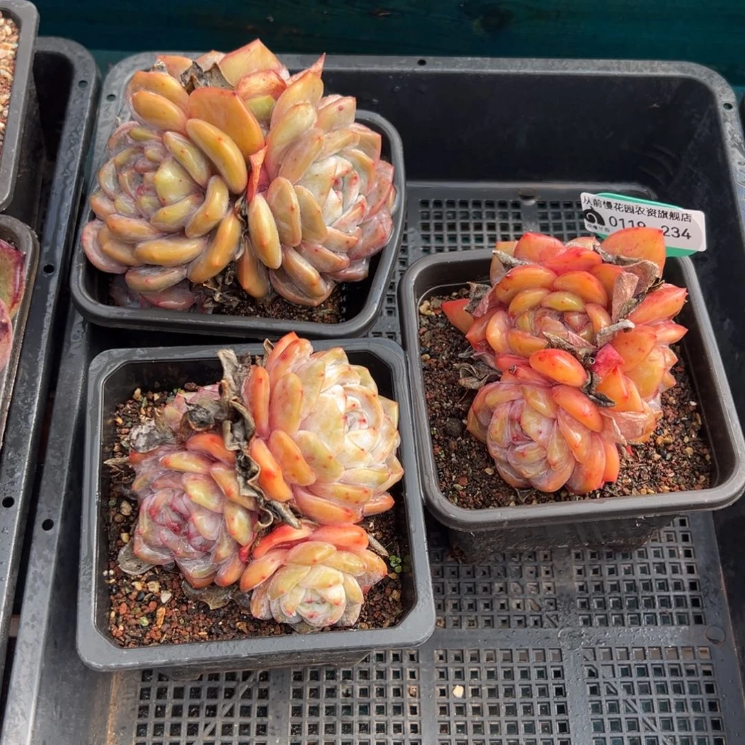 从前慢多肉精选编号0119.234