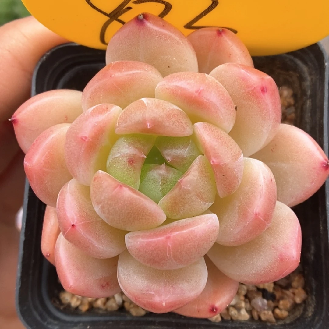 粉油透珍妮833号。