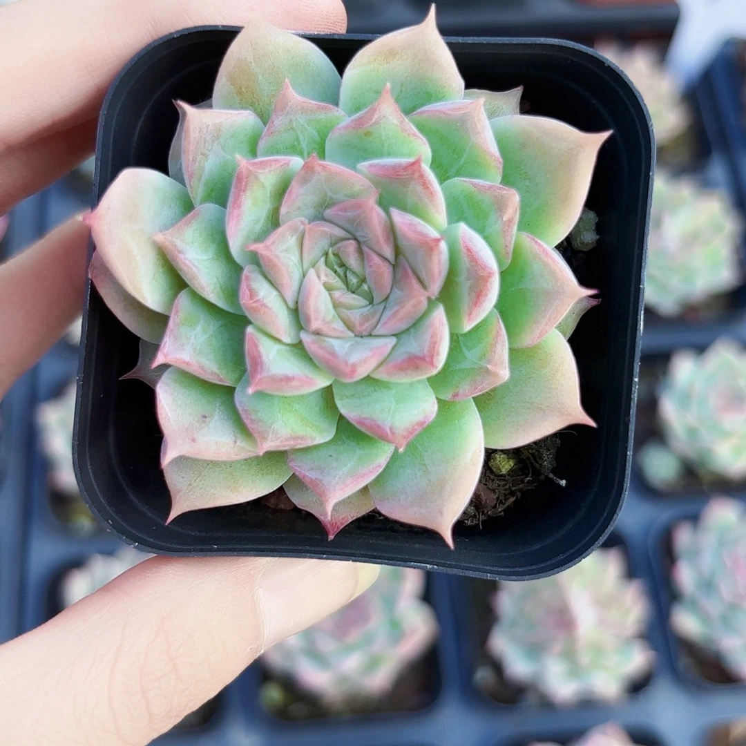 精品女王多肉植物