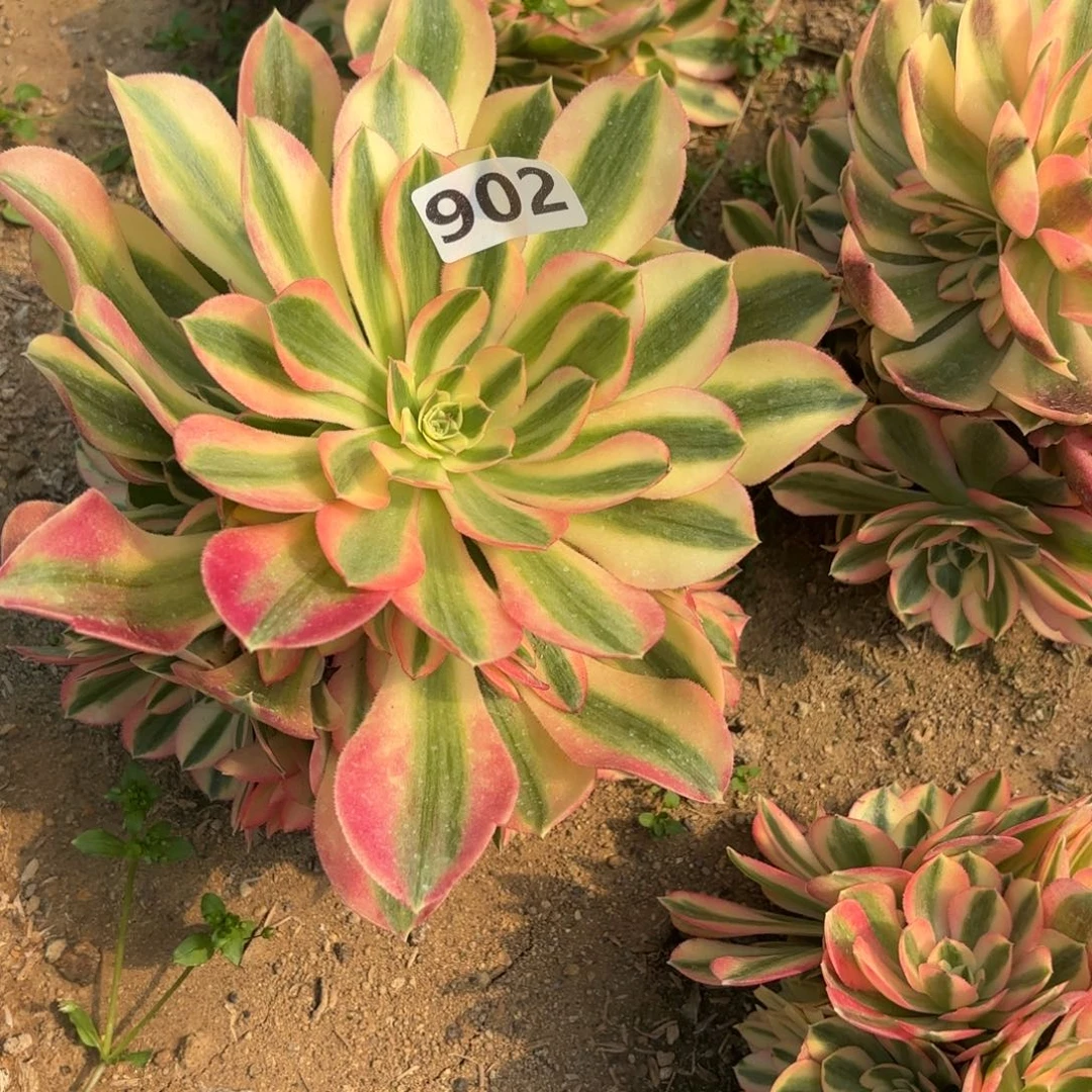 902粉女巫多肉不包损