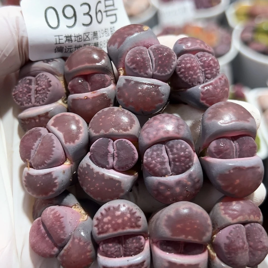 好养易活生石花大母本0936共12颗