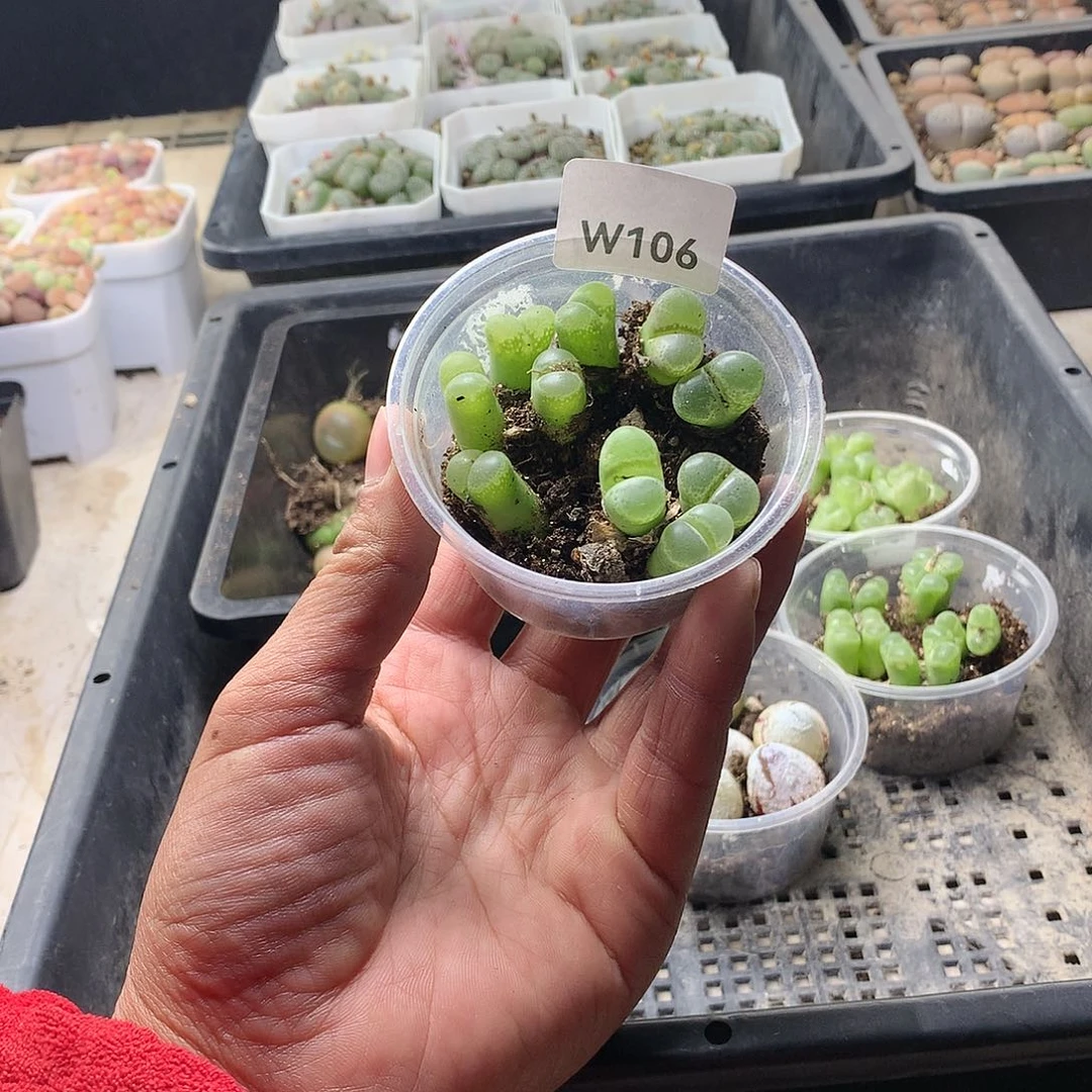 何***解W106多肉植物保护研究所