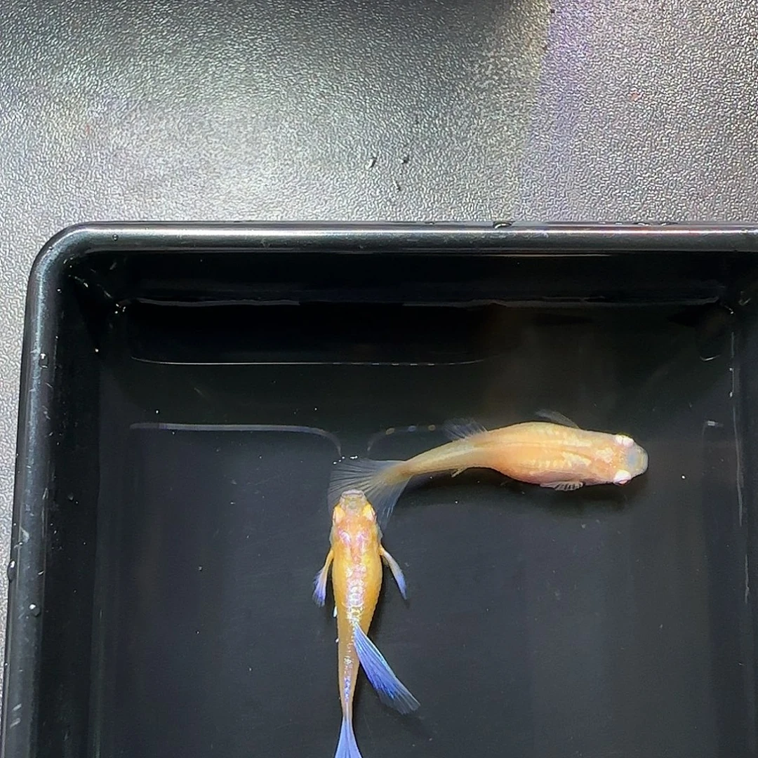 孔雀鱼紫白飞船一对，三个月
