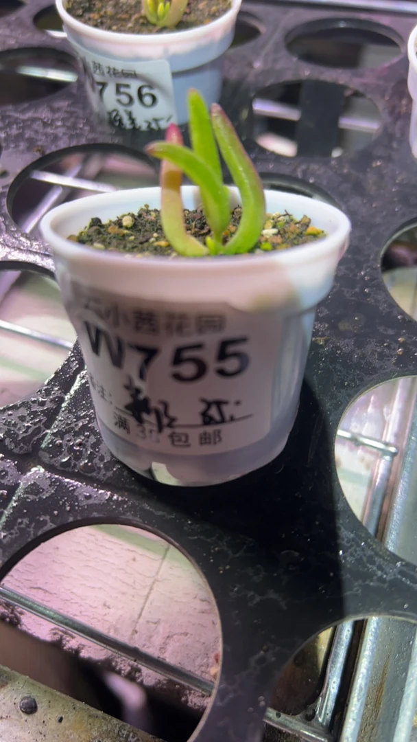 新新-香蕉锦-多肉植物枝干番杏