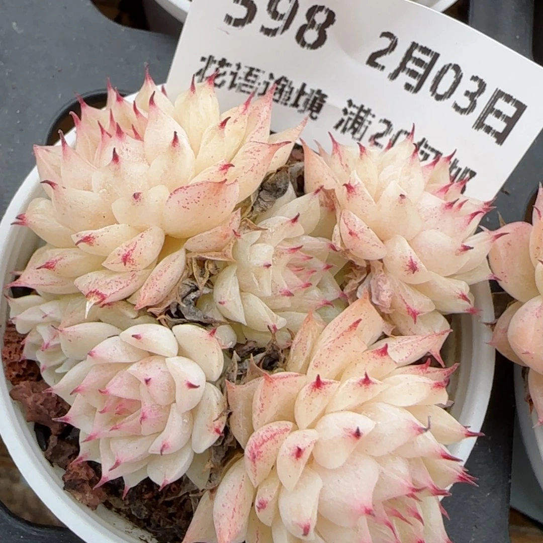 花语逸镜0203-598散