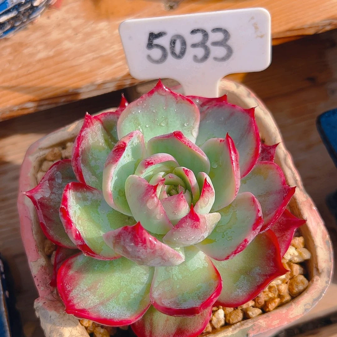 惊鸿仙子一物一拍5033号