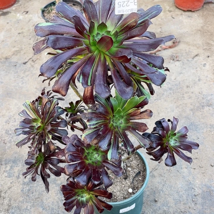 225墨拉丝多肉12345678多肉